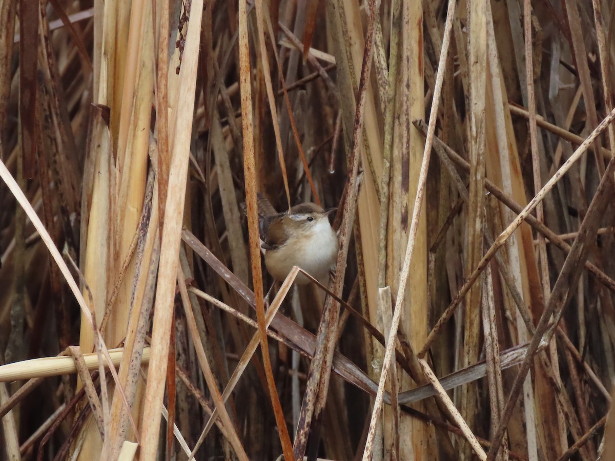 Marsh Wren - ML645520753