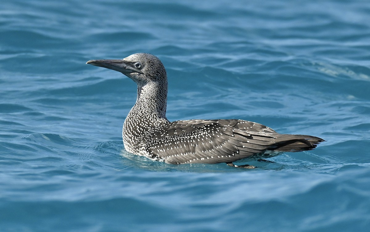 Northern Gannet - ML645520769