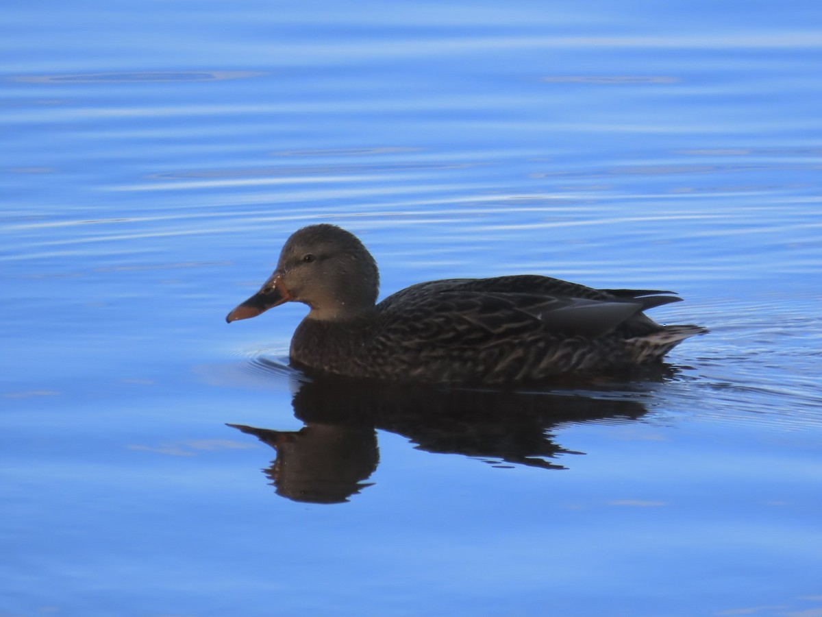 Mallard x American Black Duck (hybrid) - ML645520773