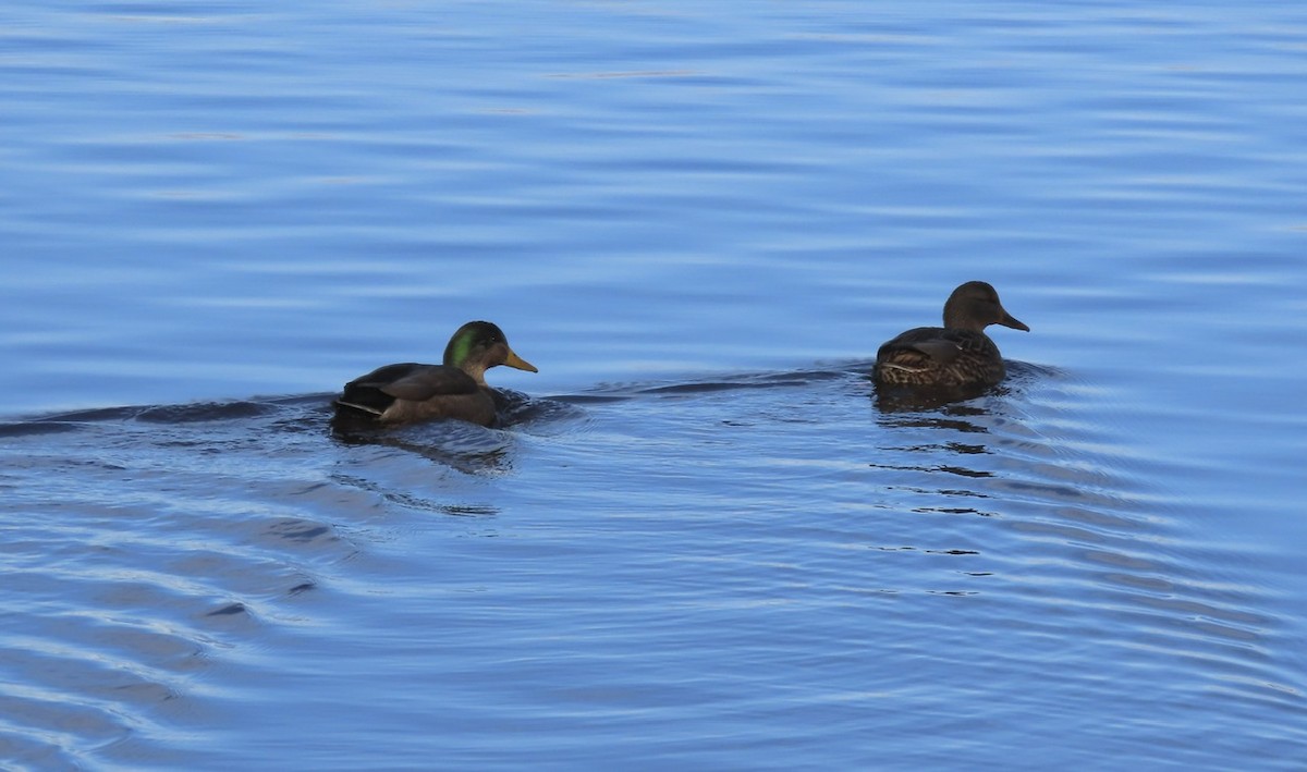 Mallard x American Black Duck (hybrid) - ML645520775