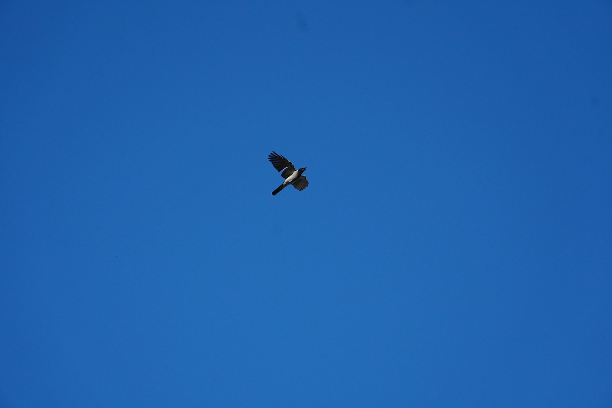 Black-faced Cuckooshrike - ML645520779