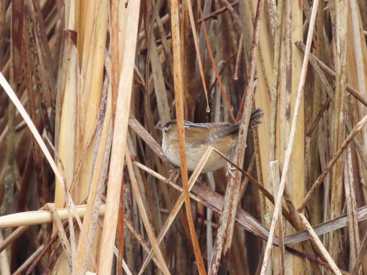 střízlík bažinný - ML645520784