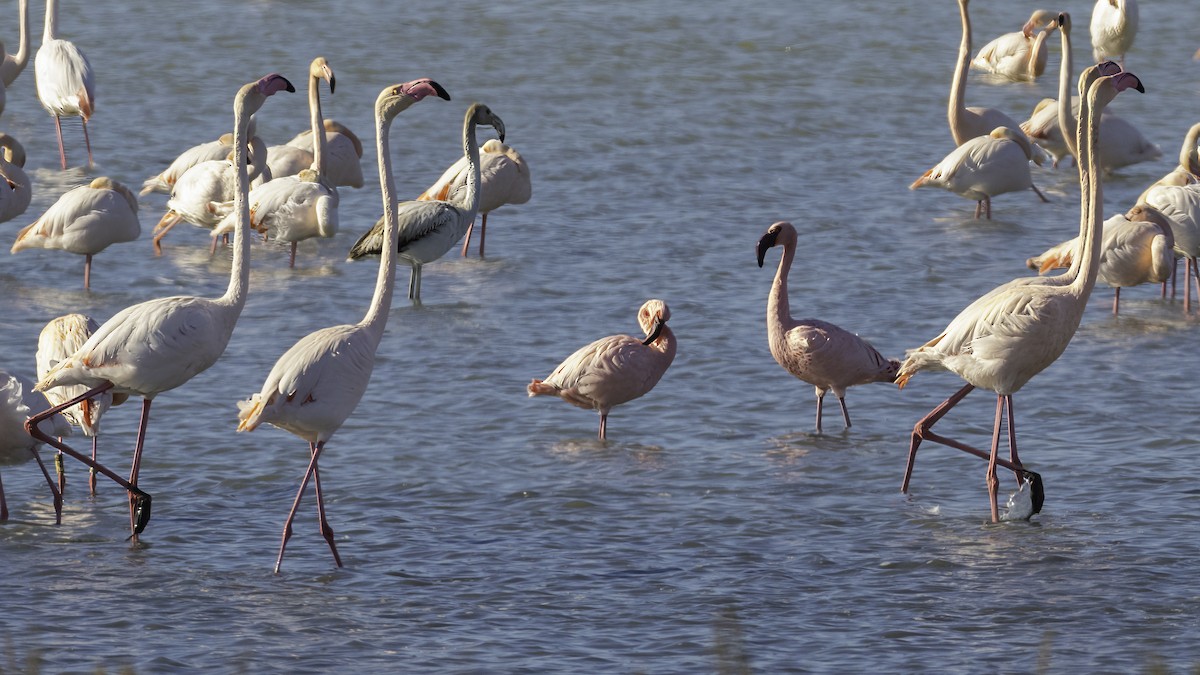 Zwergflamingo - ML645520807