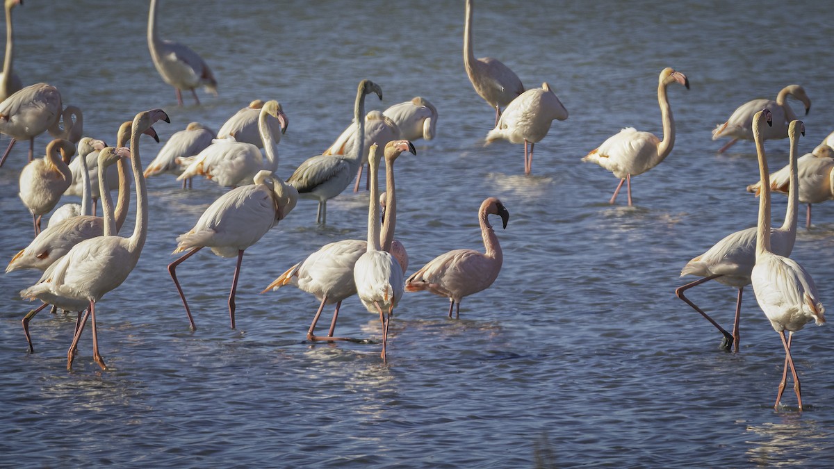 Zwergflamingo - ML645520808