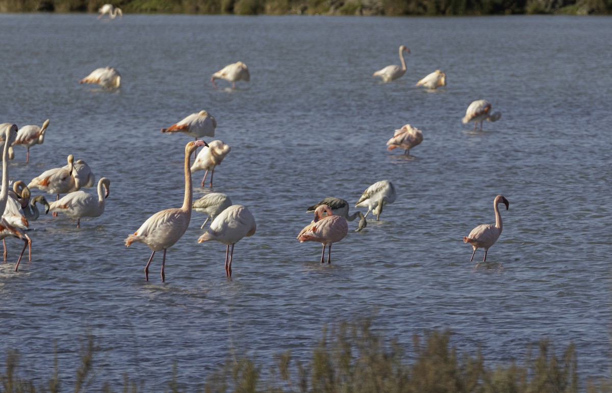 Zwergflamingo - ML645520809