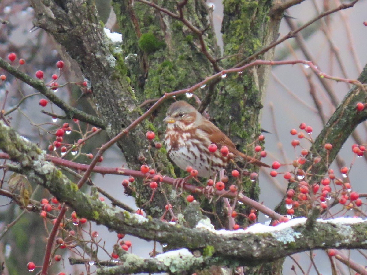 strnadec kaštanový - ML645520812