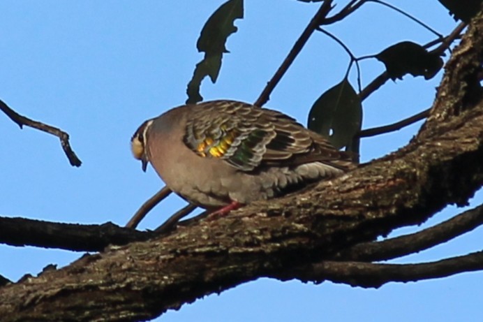 Common Bronzewing - ML645520819