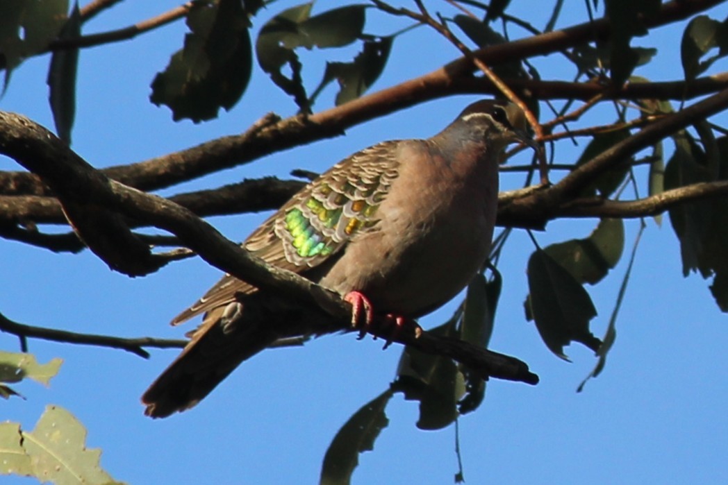 Common Bronzewing - ML645520823