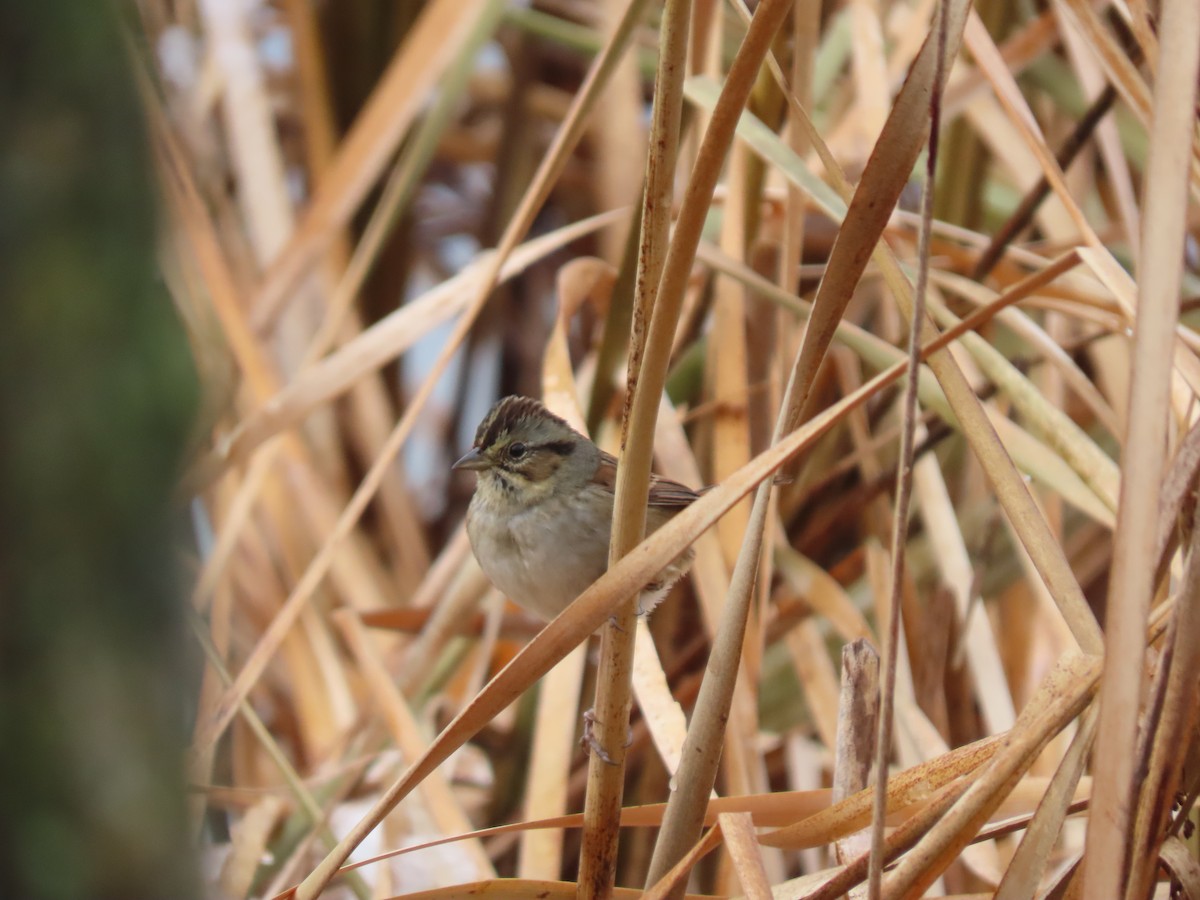 Swamp Sparrow - ML645520825