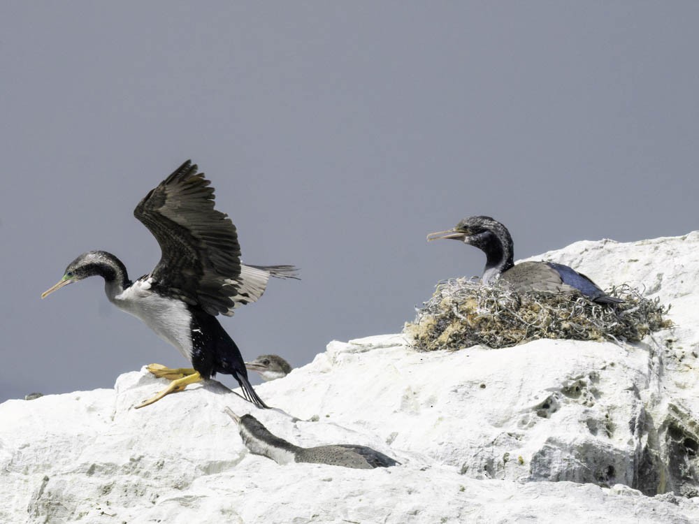 hvithalsflekkskarv - ML645520826