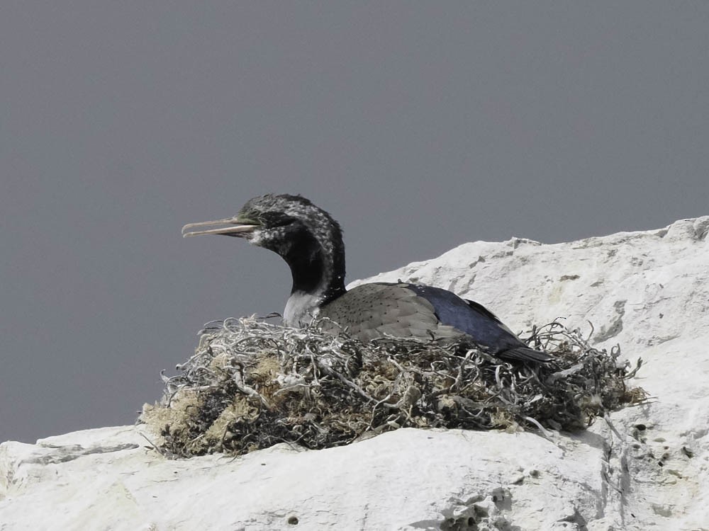 hvithalsflekkskarv - ML645520828