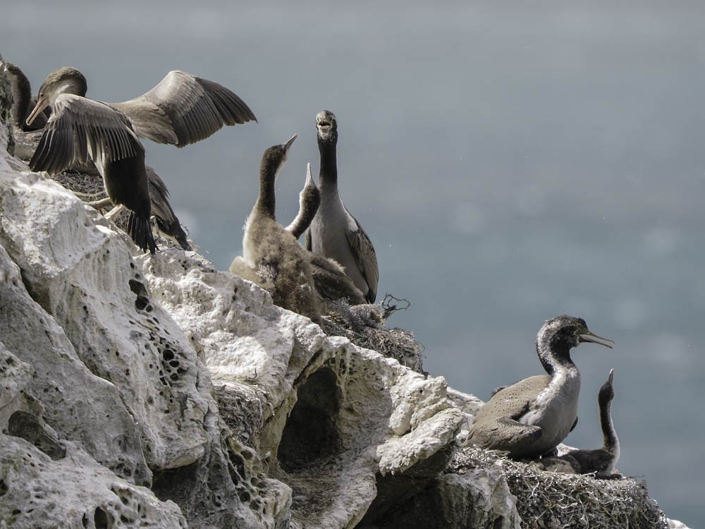 hvithalsflekkskarv - ML645520829