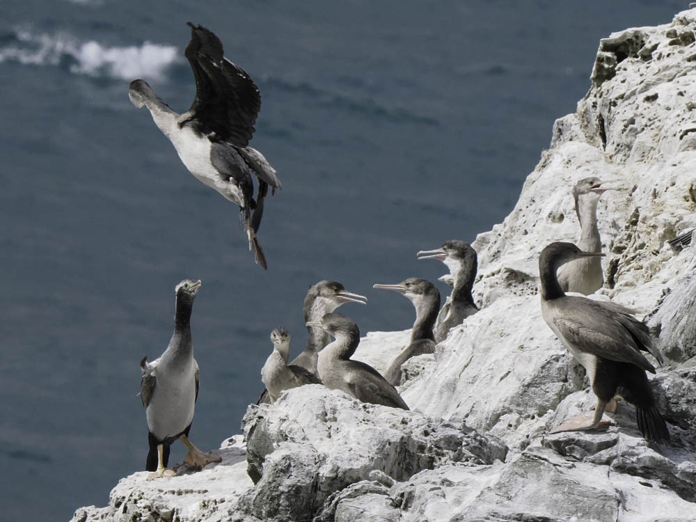 hvithalsflekkskarv - ML645520830