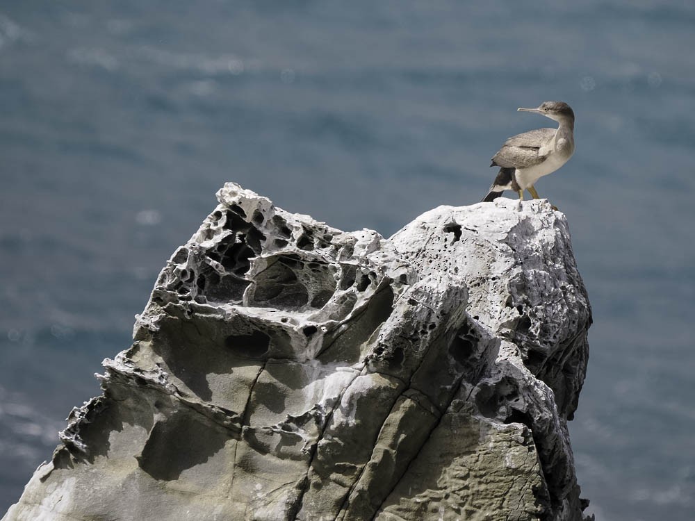 hvithalsflekkskarv - ML645520831