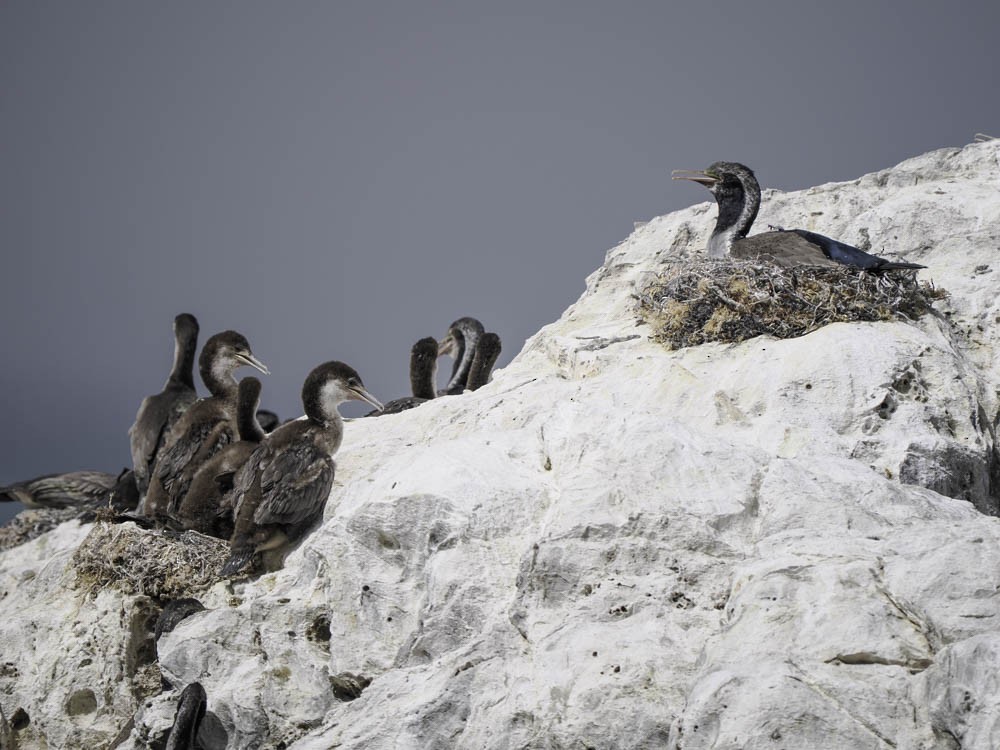 hvithalsflekkskarv - ML645520832