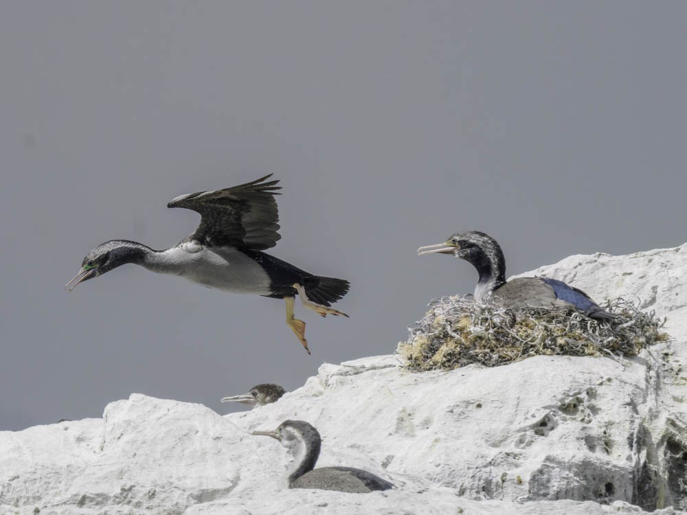 hvithalsflekkskarv - ML645520833