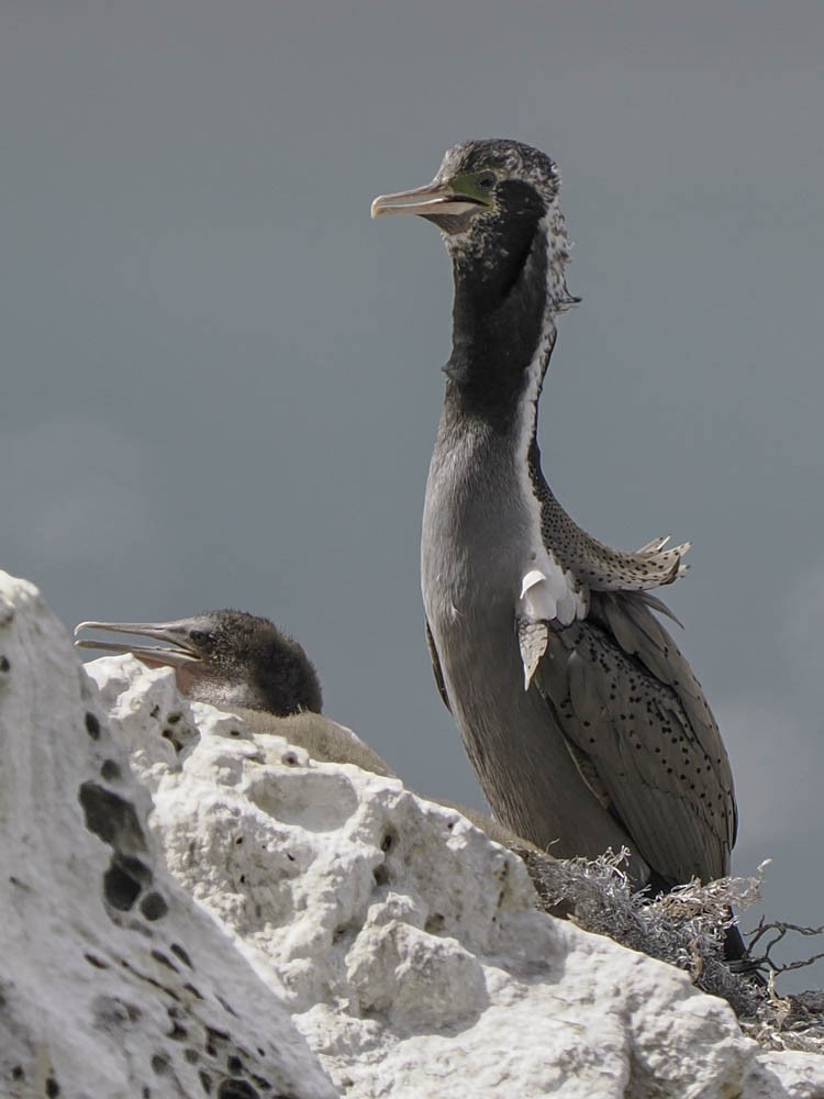 hvithalsflekkskarv - ML645520834