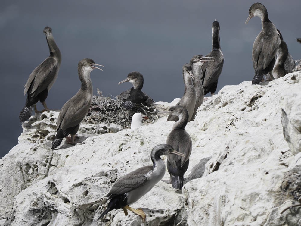 hvithalsflekkskarv - ML645520835