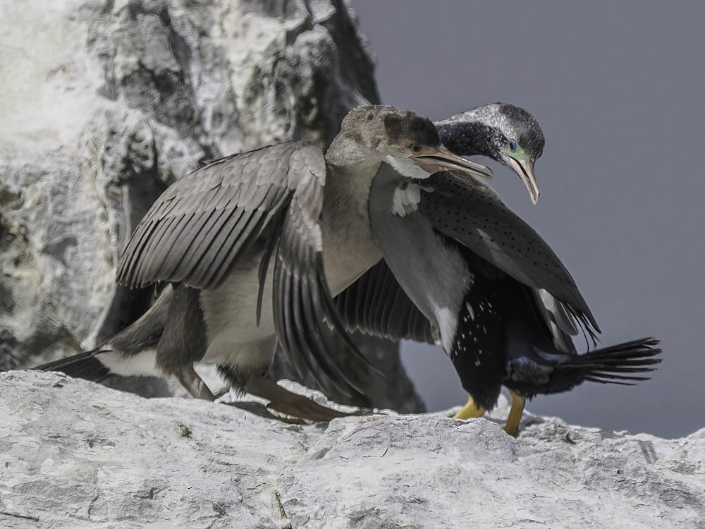 hvithalsflekkskarv - ML645520836