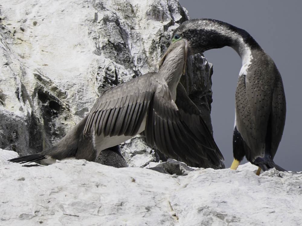 hvithalsflekkskarv - ML645520837