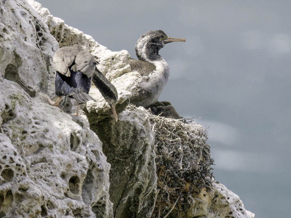 hvithalsflekkskarv - ML645520838