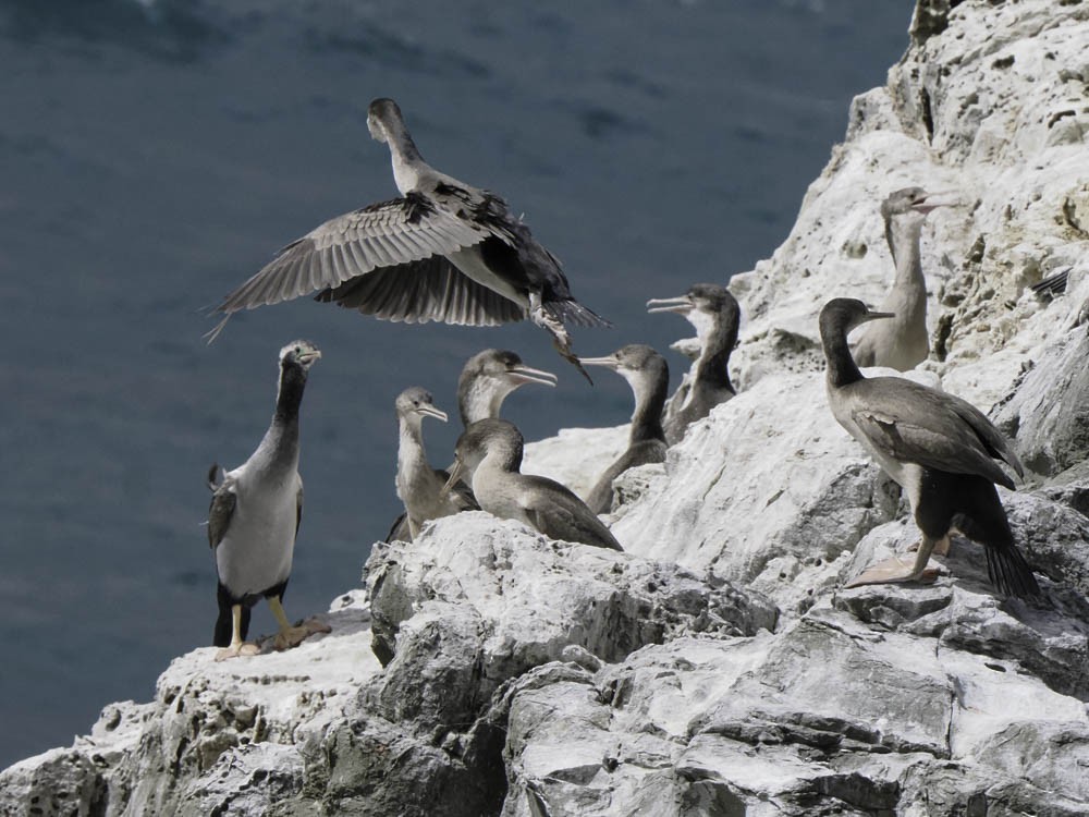 hvithalsflekkskarv - ML645520839