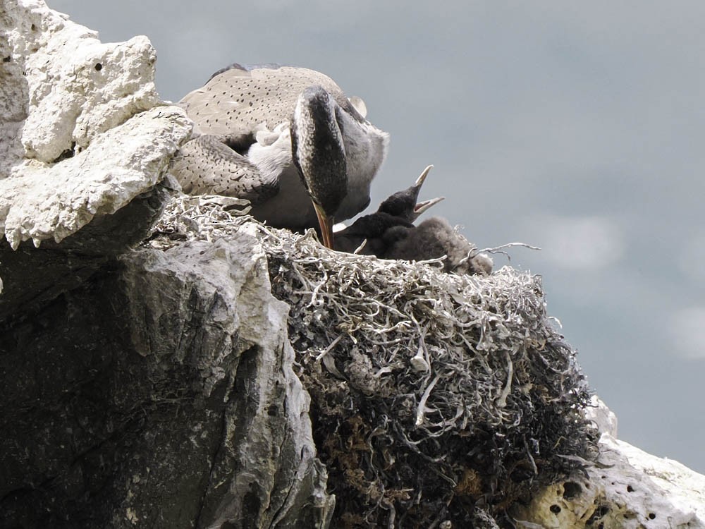 hvithalsflekkskarv - ML645520840