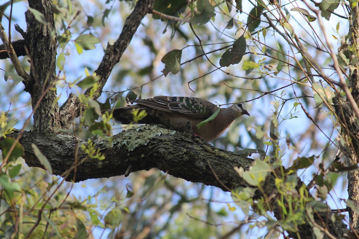 Common Bronzewing - ML645520848