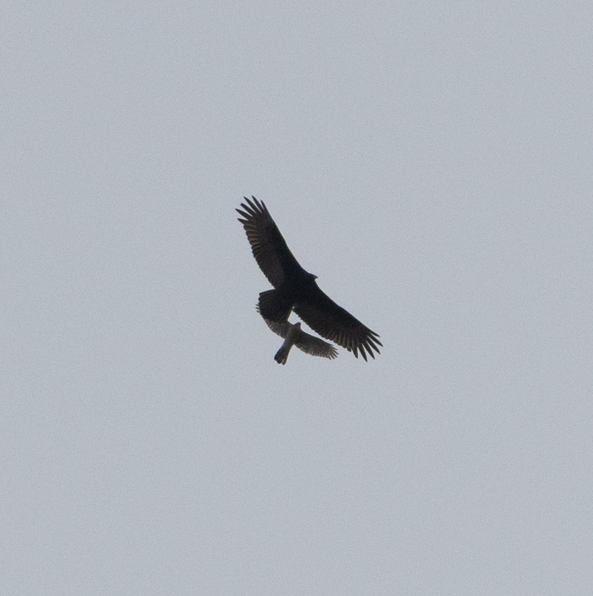 Broad-winged Hawk - ML645520853