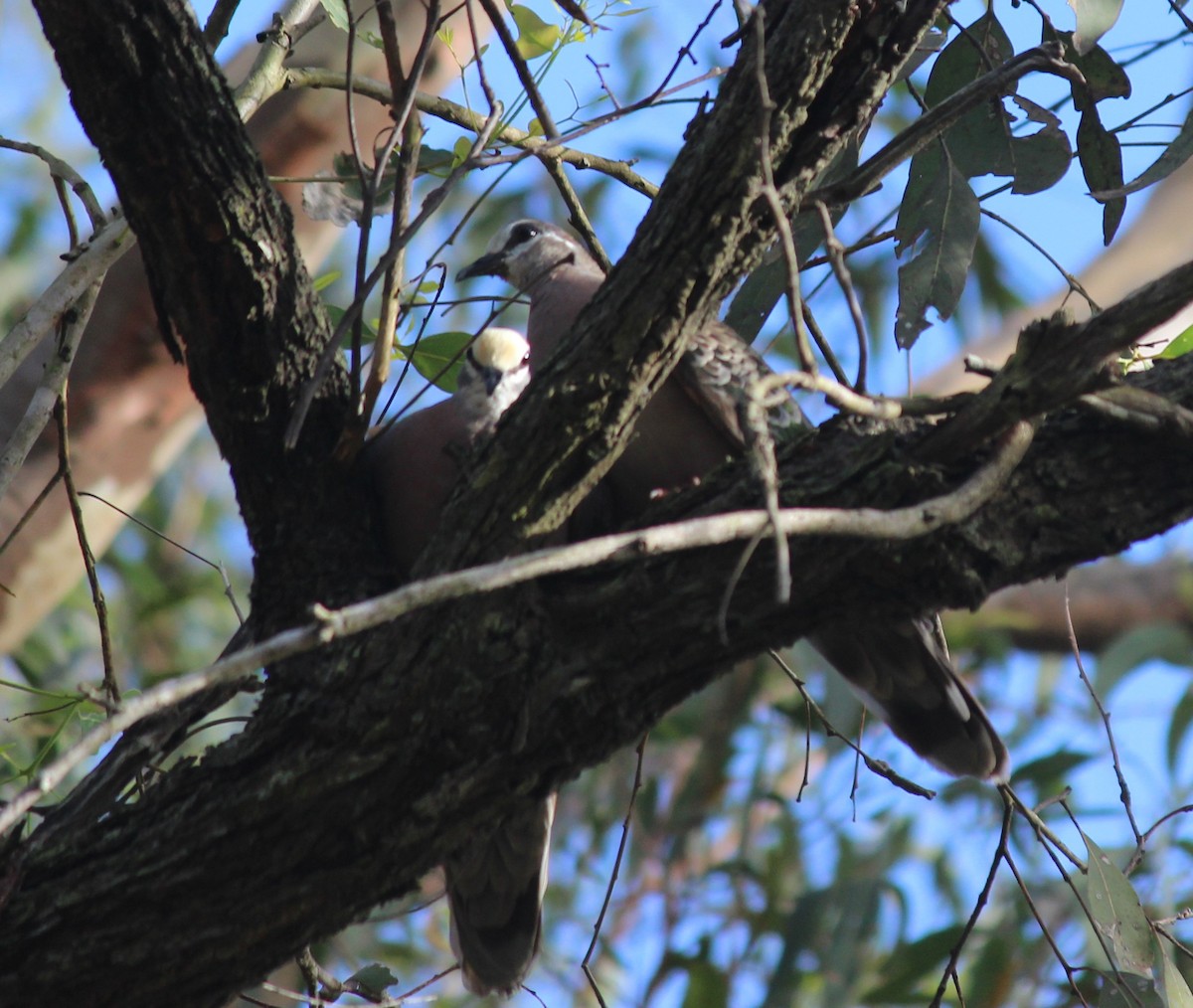 Common Bronzewing - ML645520856