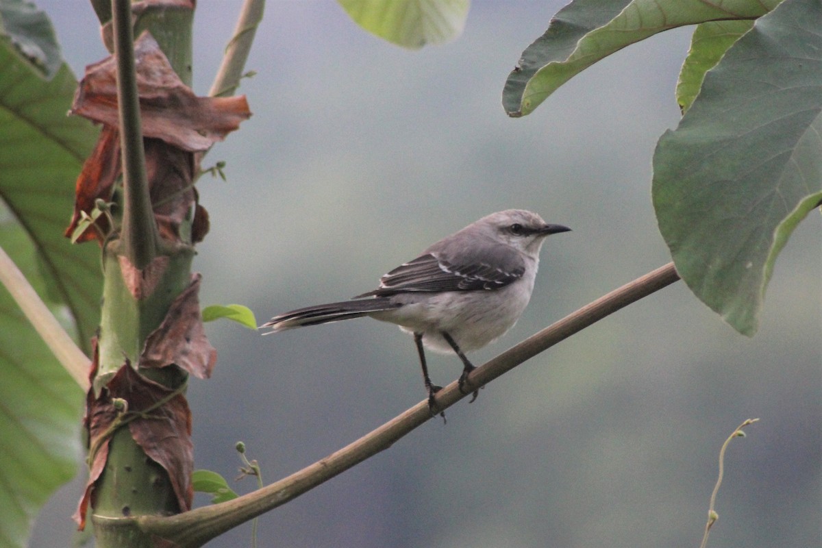 Tropikal Taklitçi - ML645520857