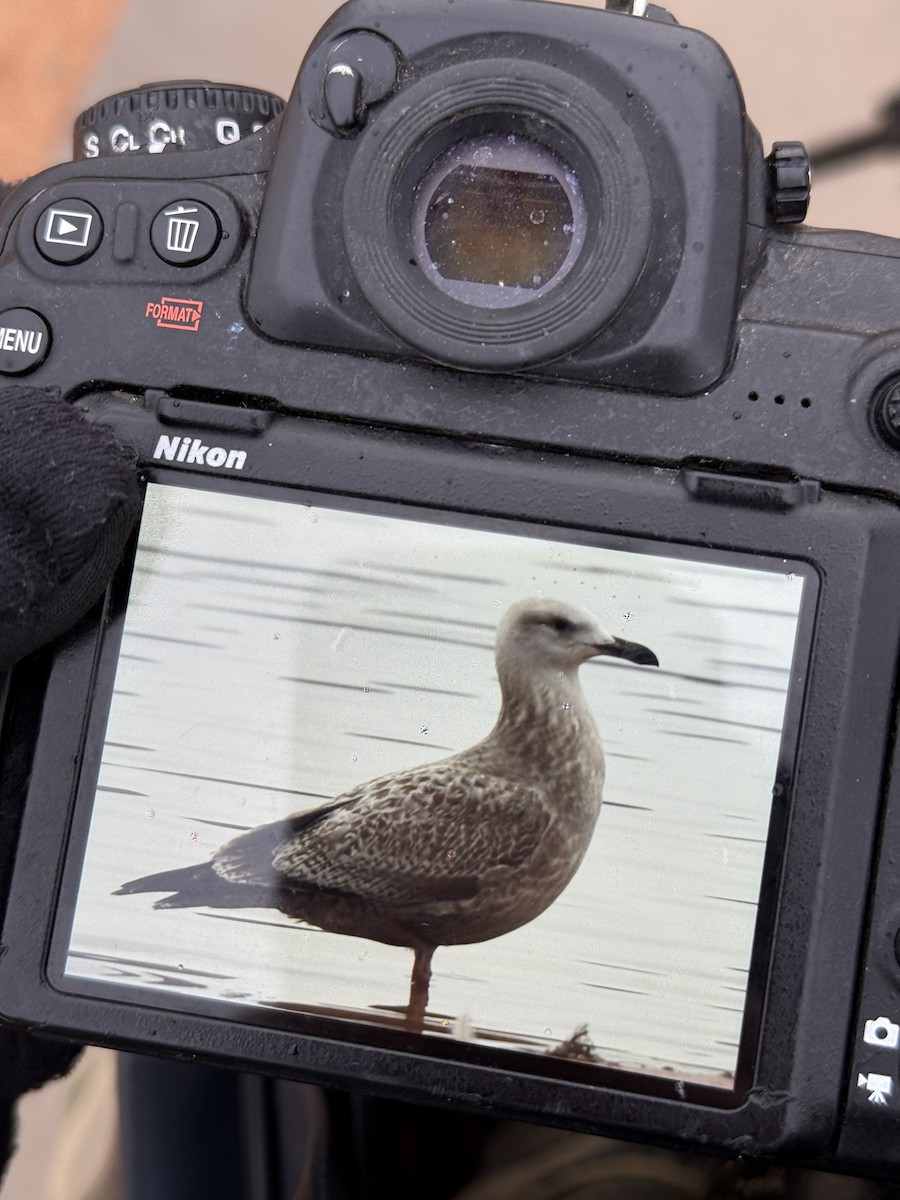 American Herring Gull - ML645520865