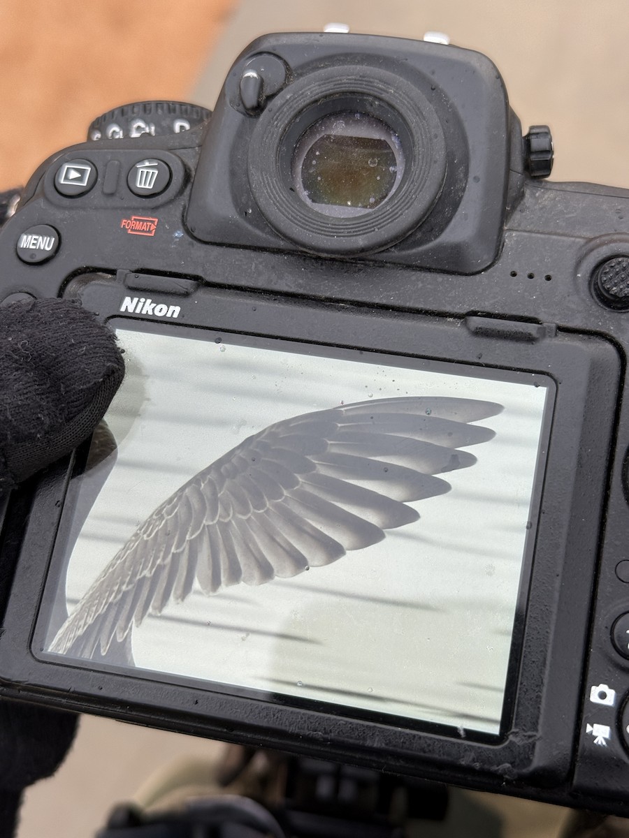 American Herring Gull - ML645520866