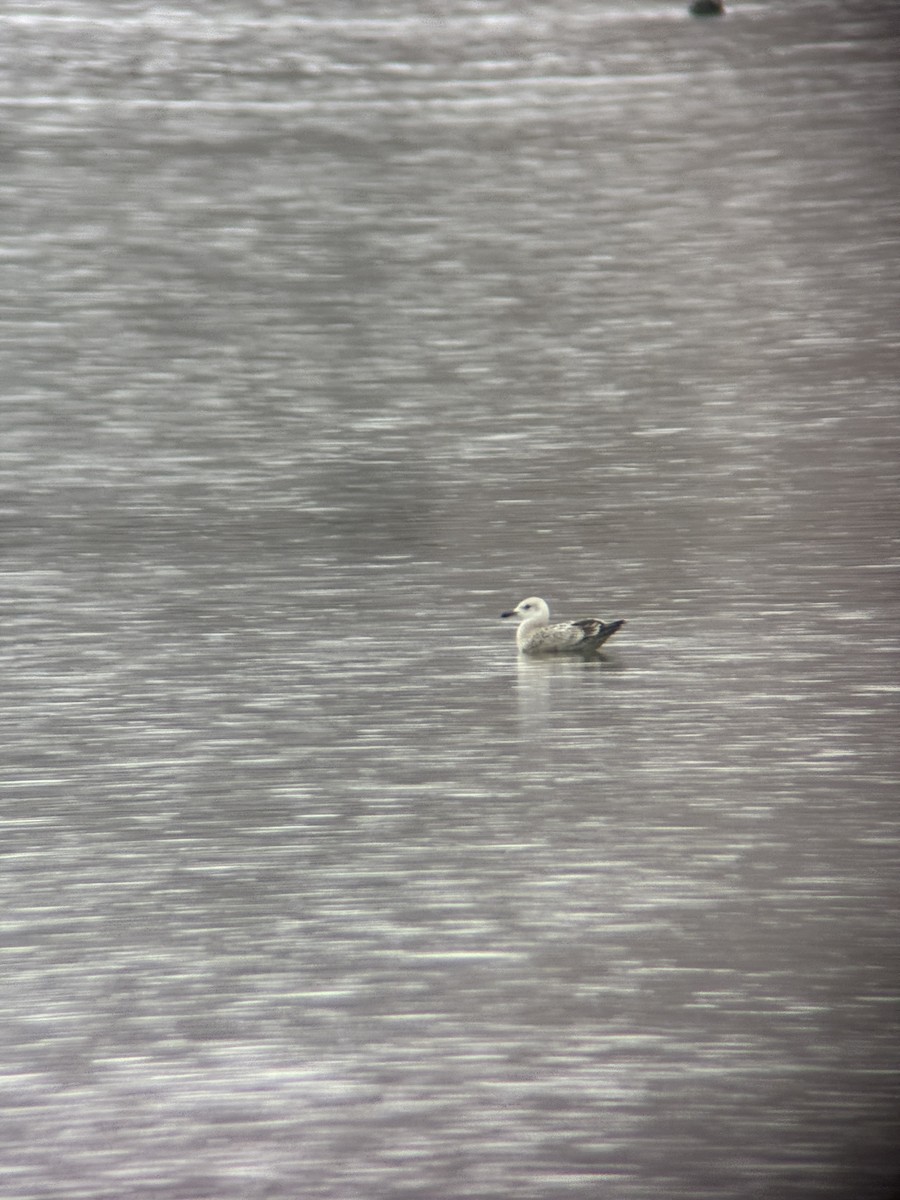American Herring Gull - ML645520867