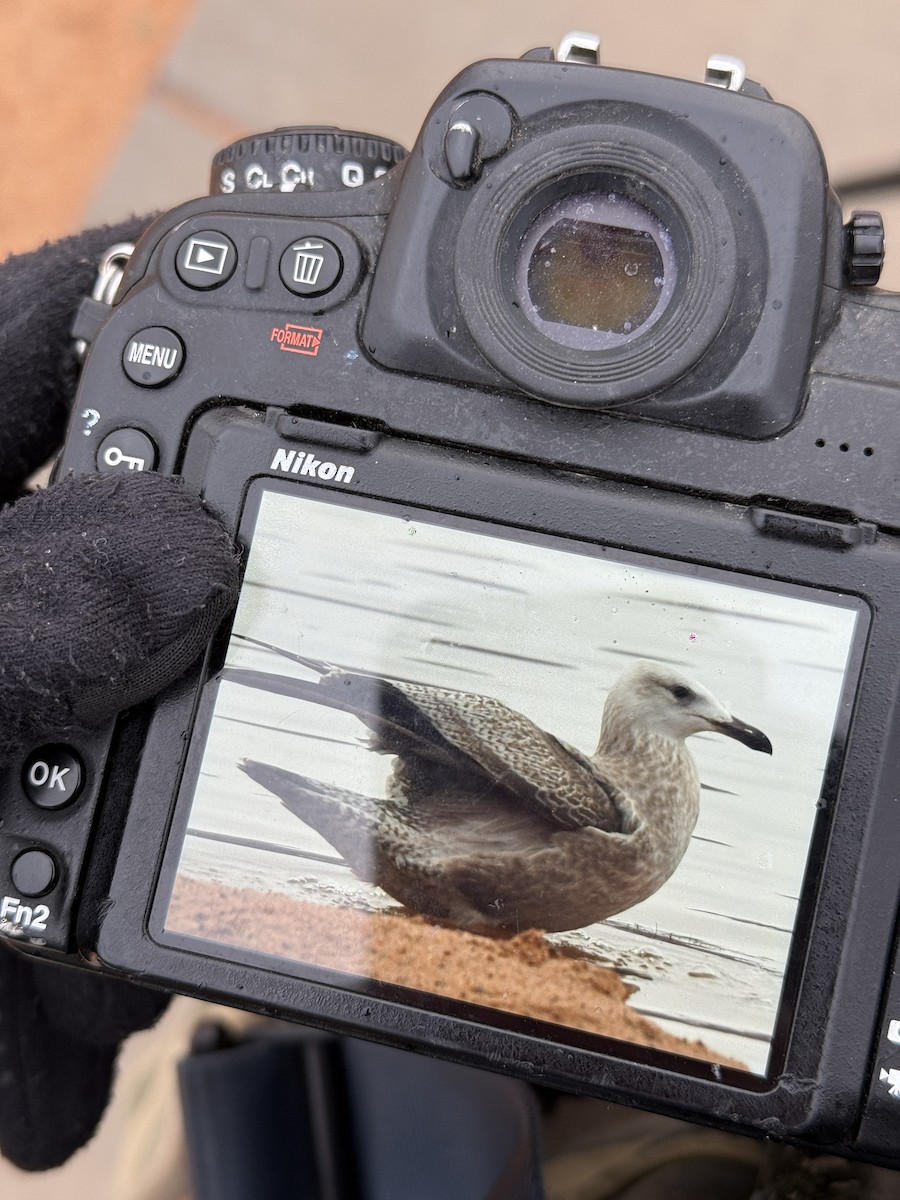 American Herring Gull - ML645520868