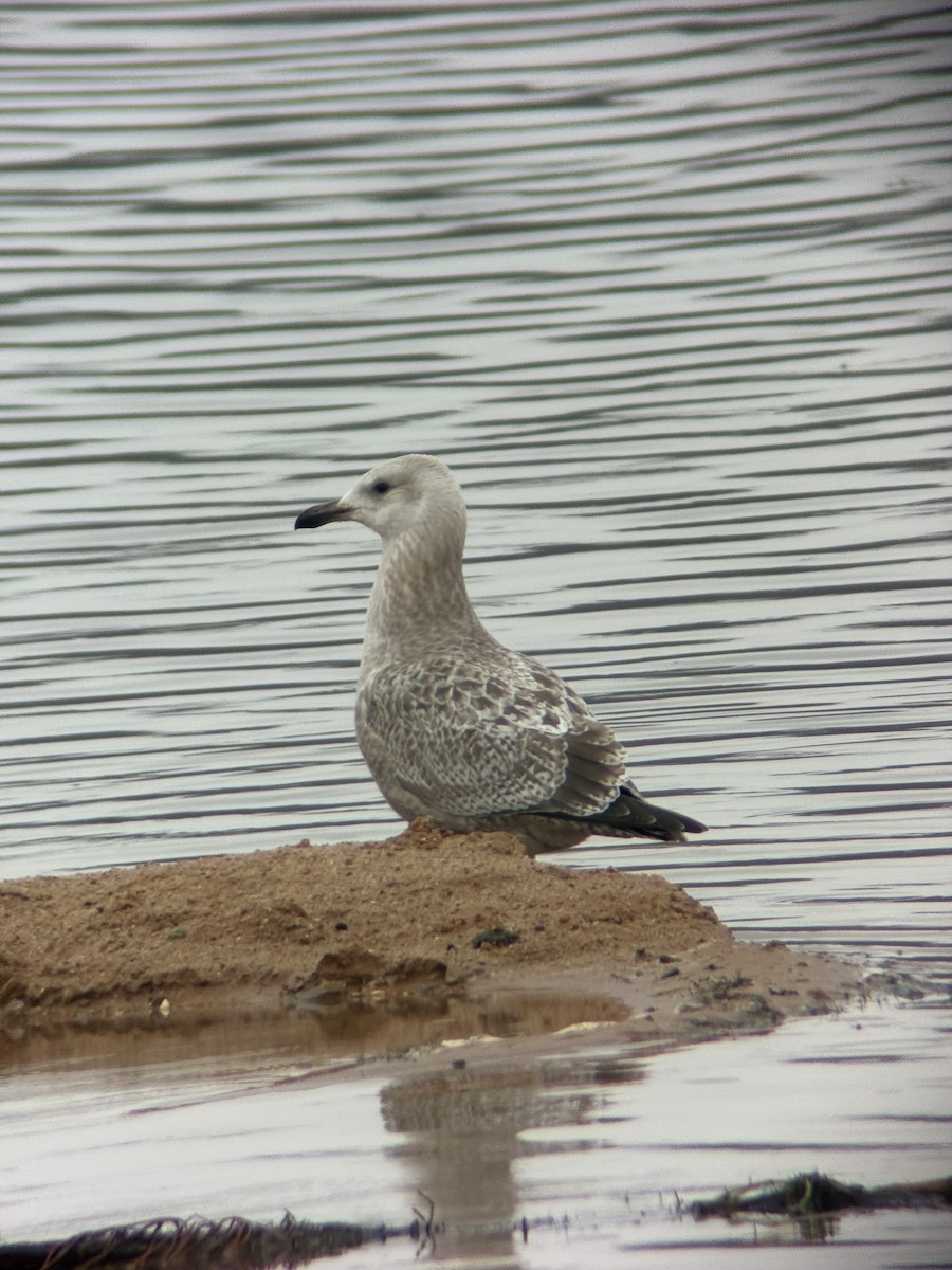 American Herring Gull - ML645520869