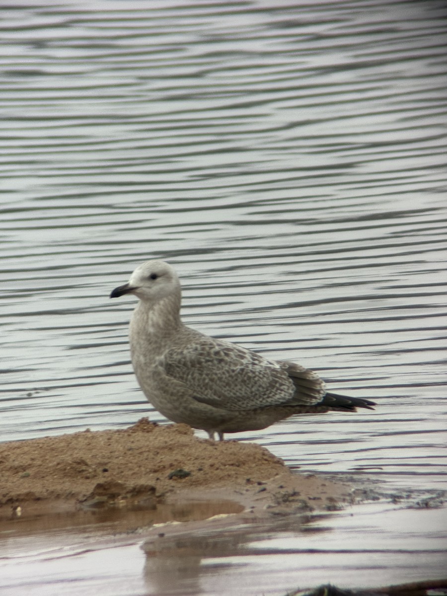 American Herring Gull - ML645520870