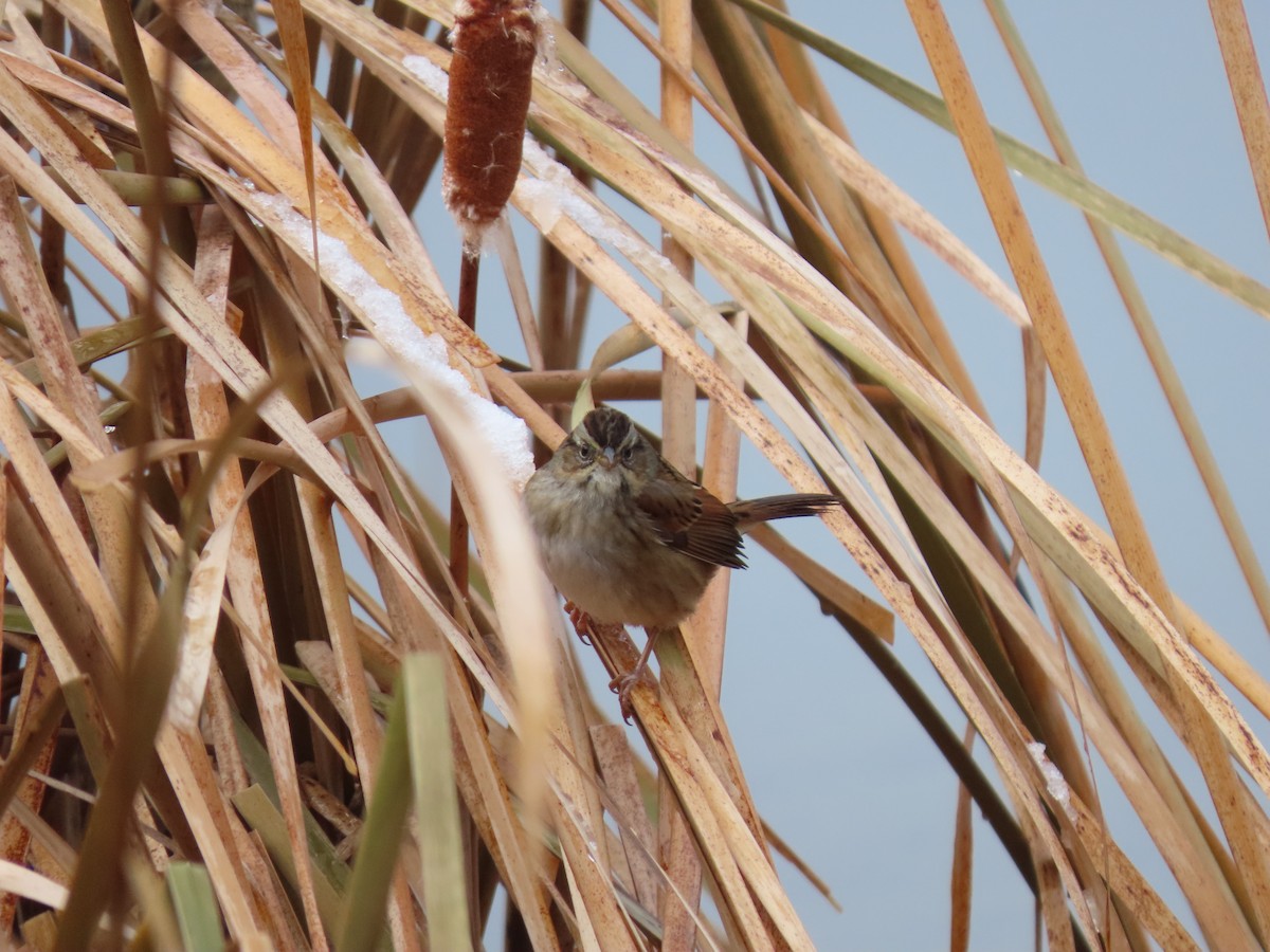 Swamp Sparrow - ML645520874