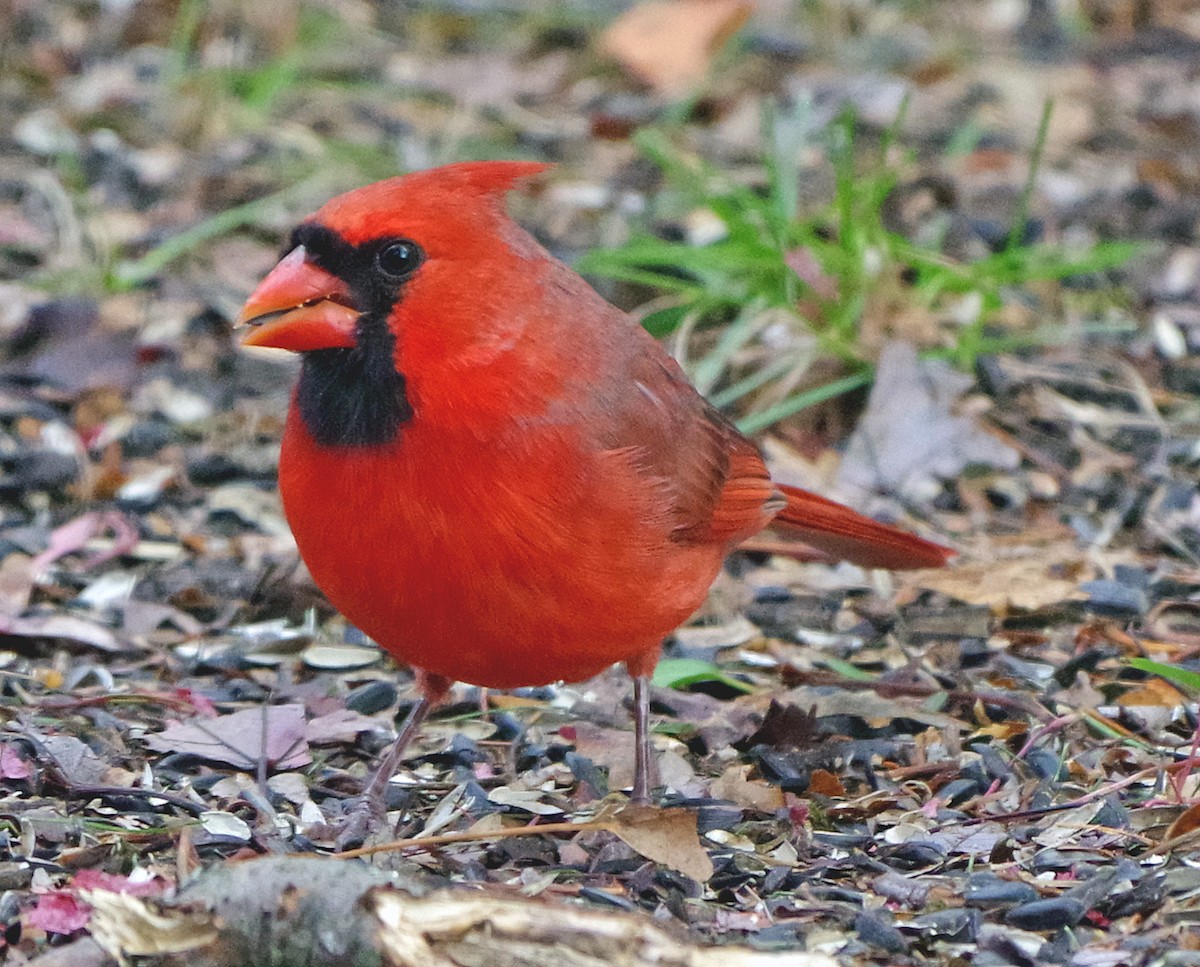 Cardinal rouge - ML645520882