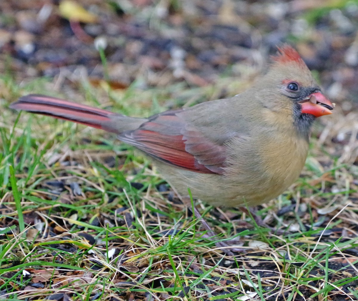 Cardinal rouge - ML645520883