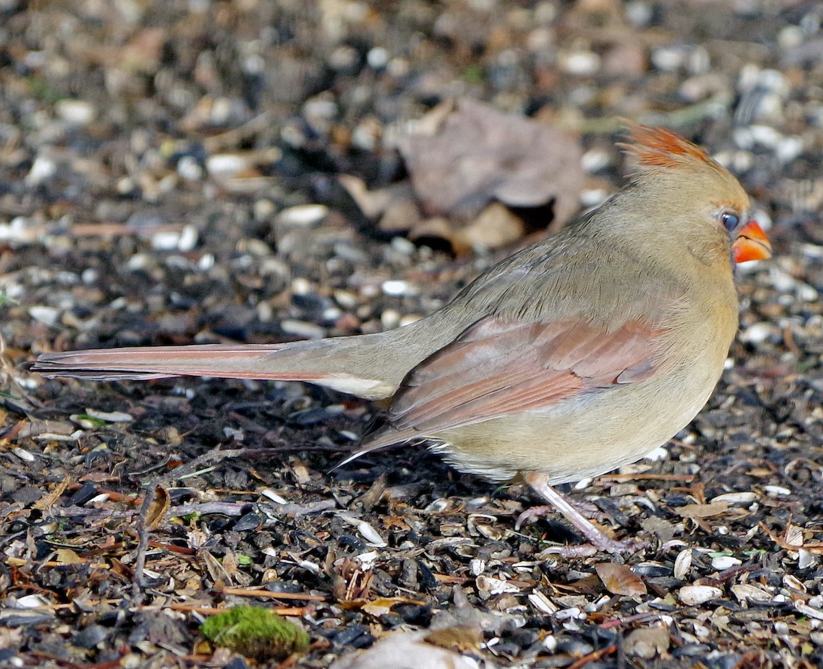 Cardinal rouge - ML645520884