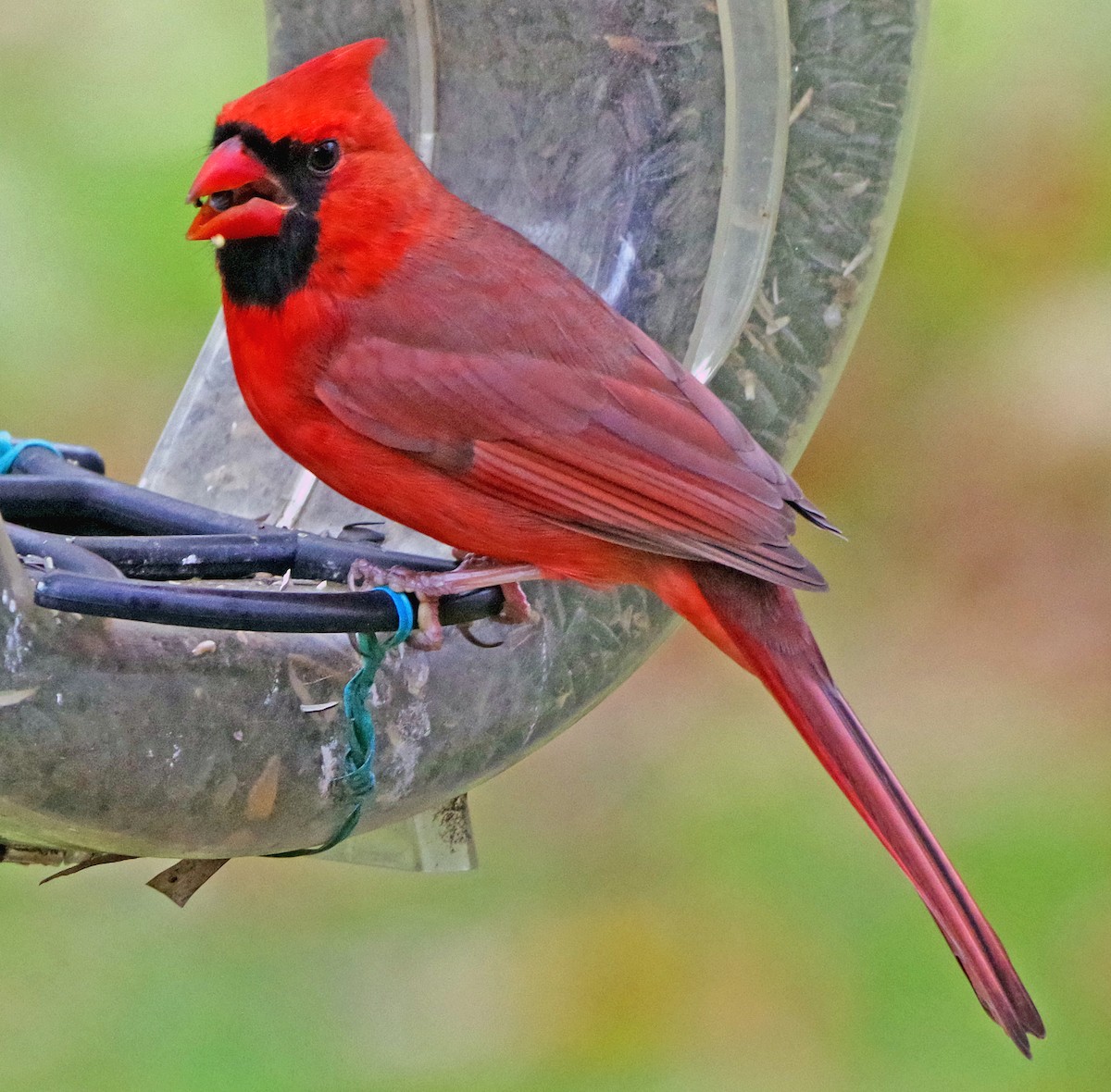 Cardinal rouge - ML645520886