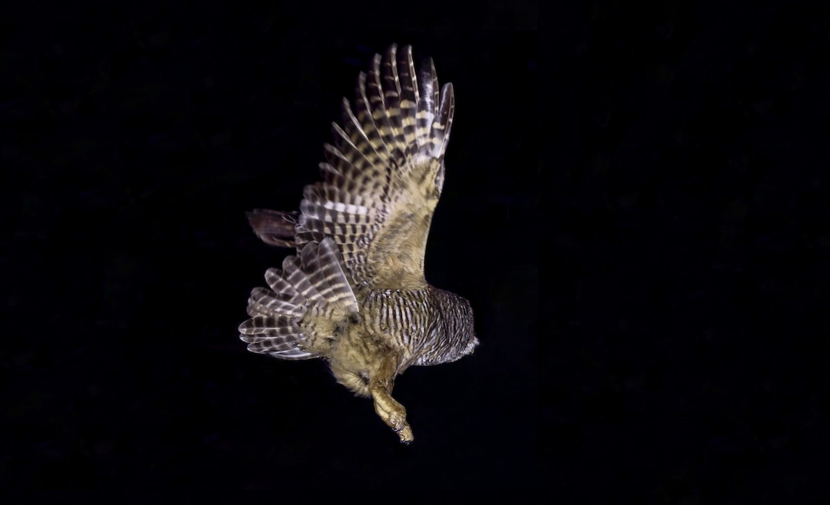 puštík rezavonohý - ML645520888