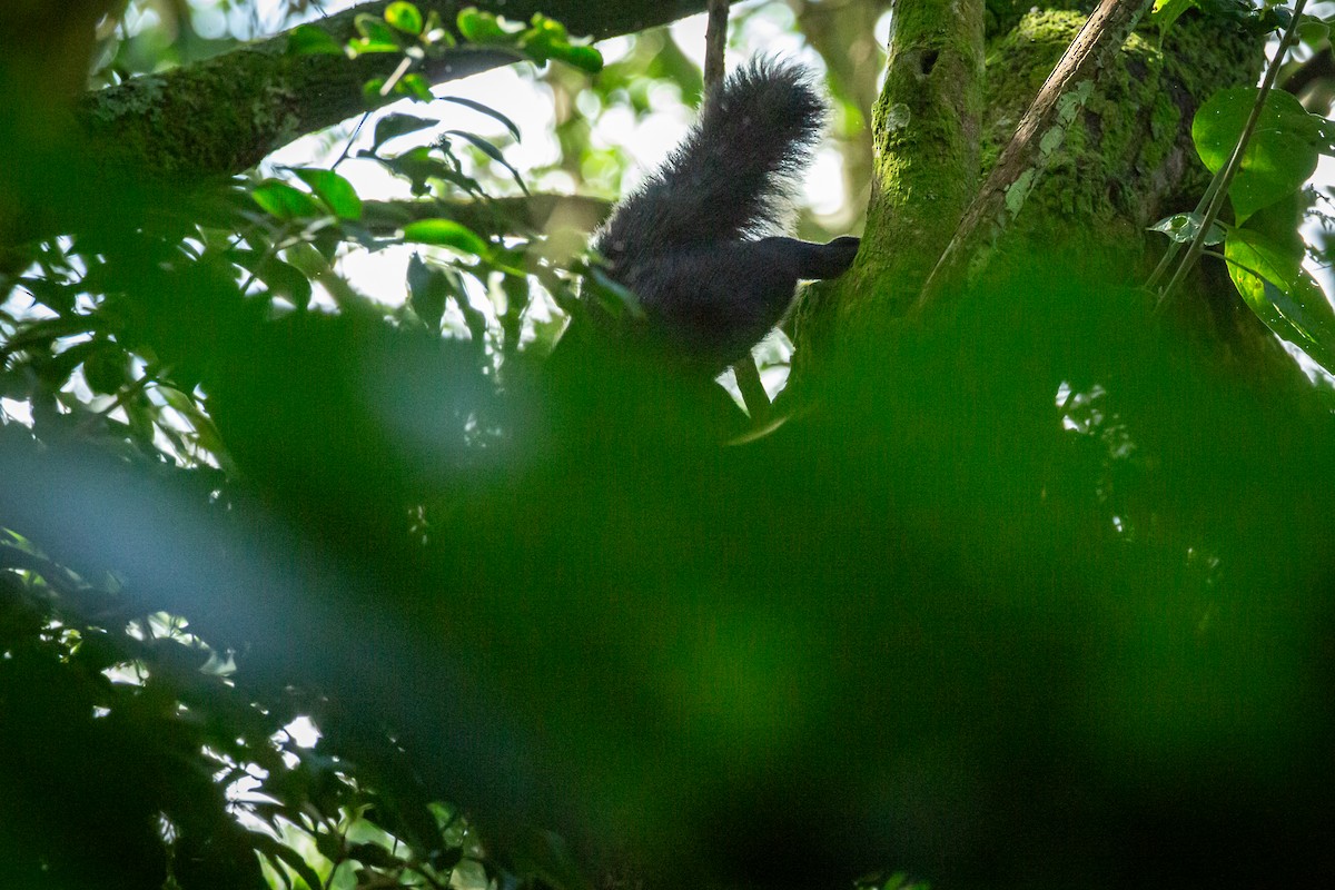 狐鼬 - ML645520889