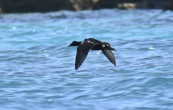 Common Eider - ML645520890