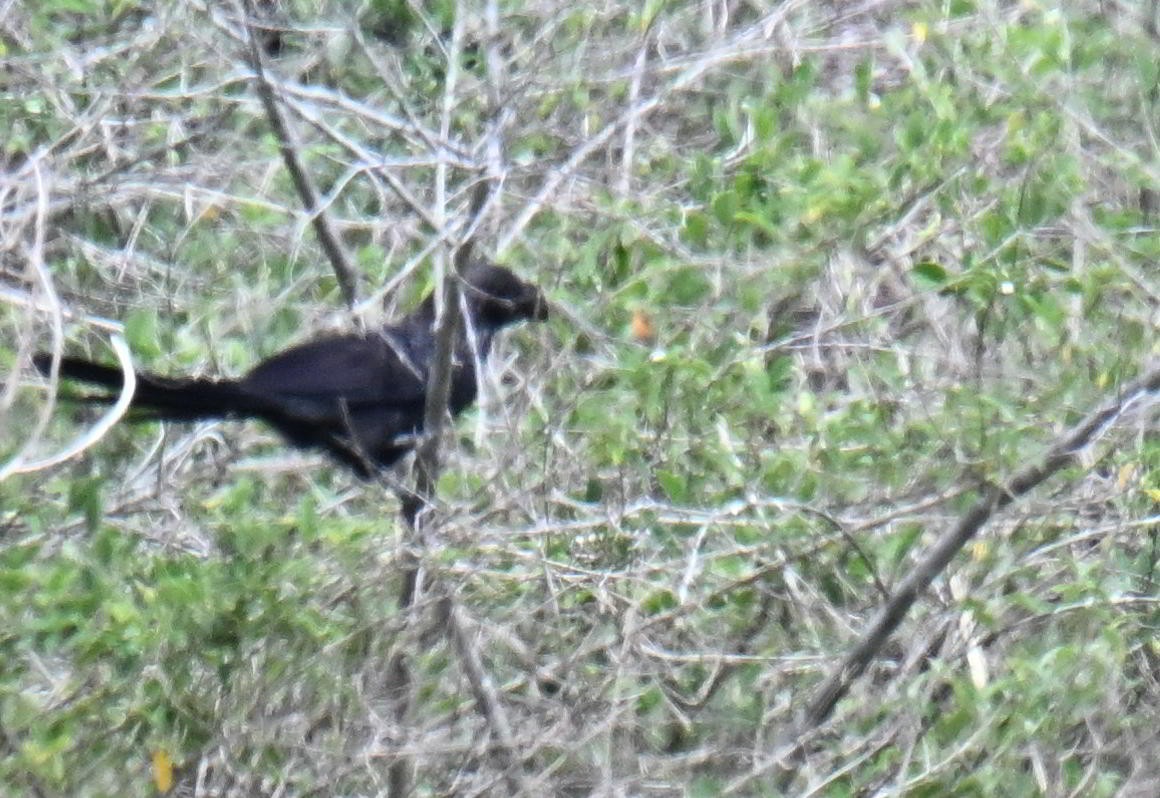 Smooth-billed Ani - ML645520892