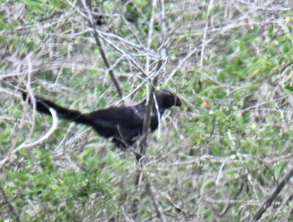 Ані товстодзьобий - ML645520893