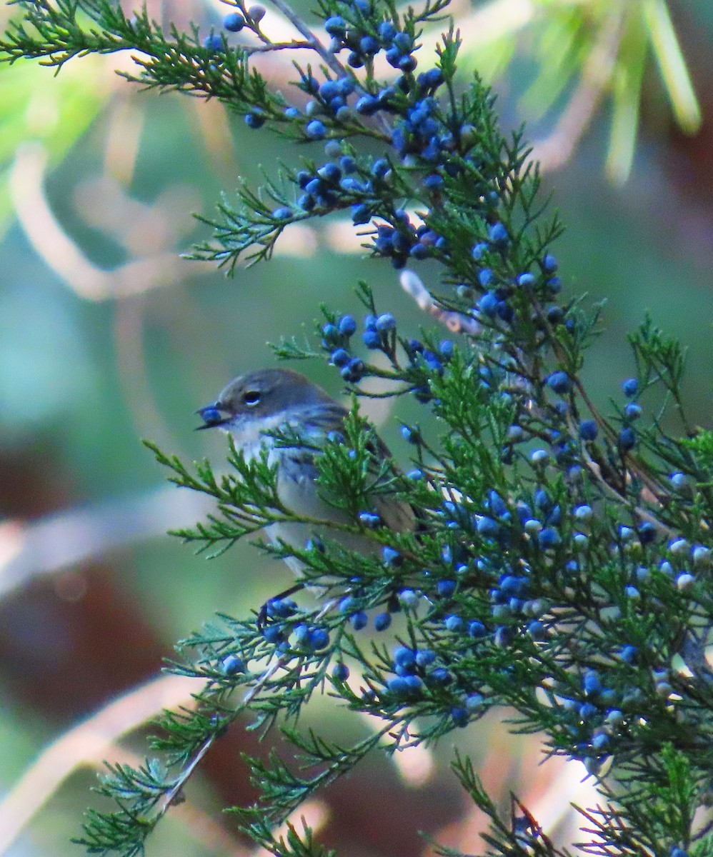 Yellow-rumped Warbler - ML645520898