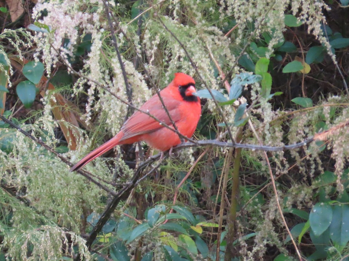 Northern Cardinal - ML645520899