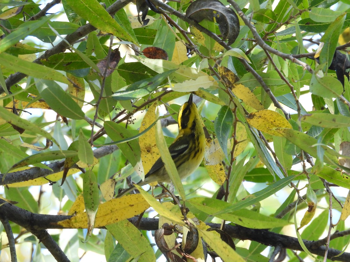 Townsend's Warbler - ML645520900